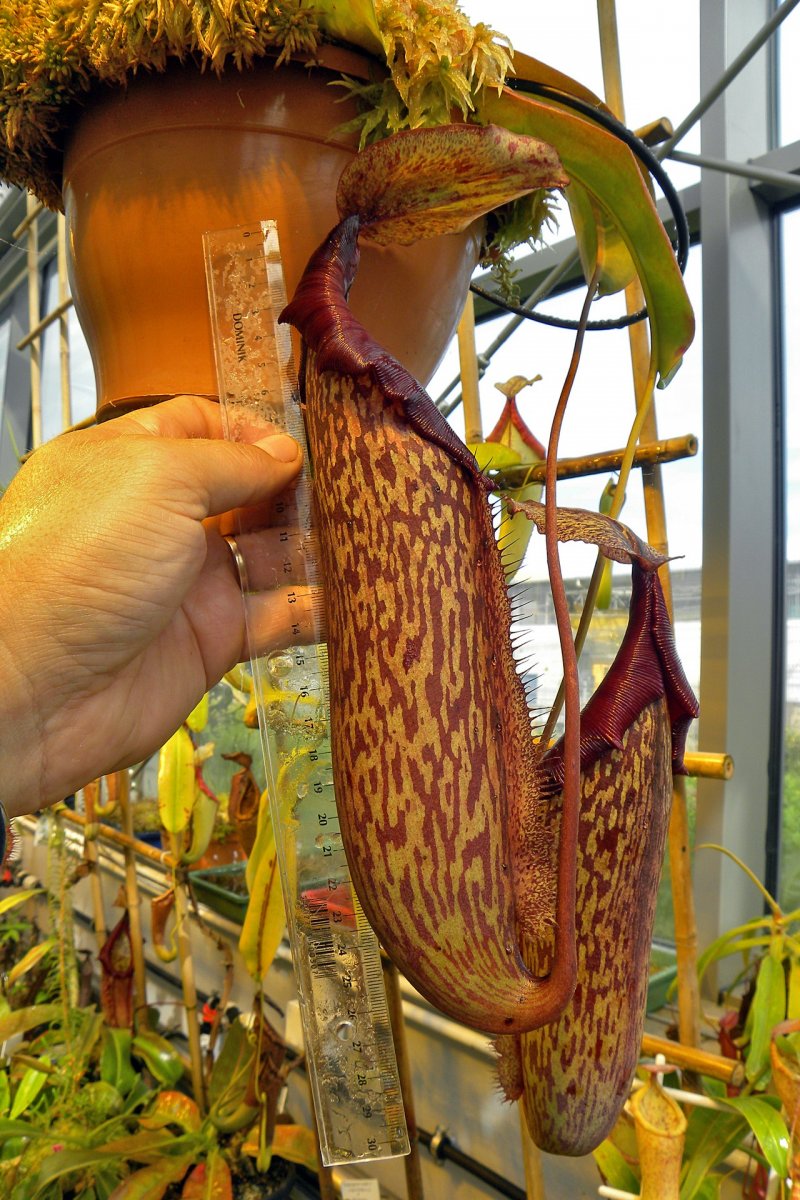 Nepenthes_Miranda_1_09_2014_034.jpg