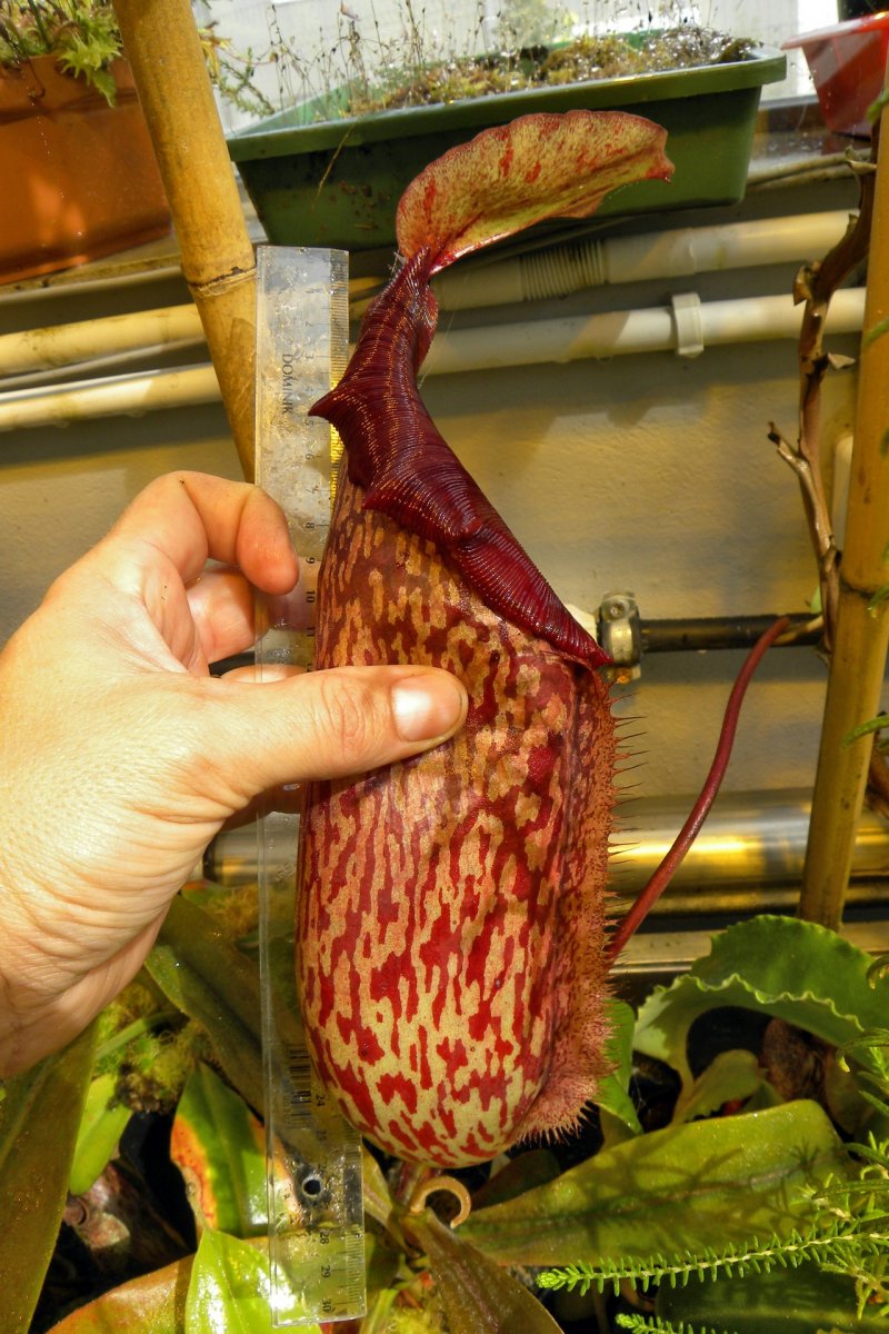 Nepenthes_Miranda_1_09_2014_035.jpg