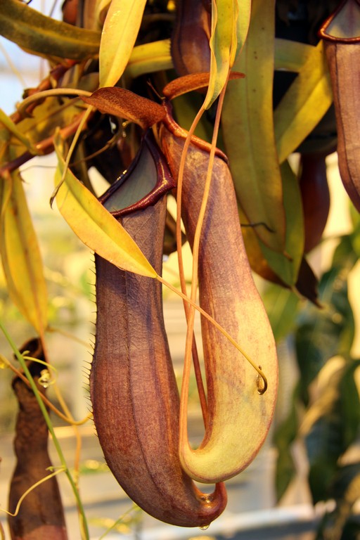 Nepenthes_Rebecca_Soper_01_04_2015_117.jpg