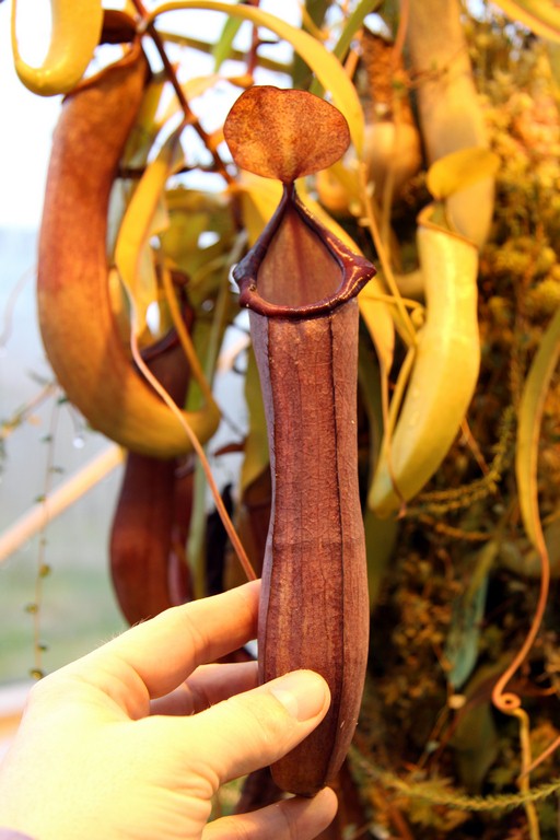 Nepenthes_Rebecca_Soper_01_04_2015_123.jpg