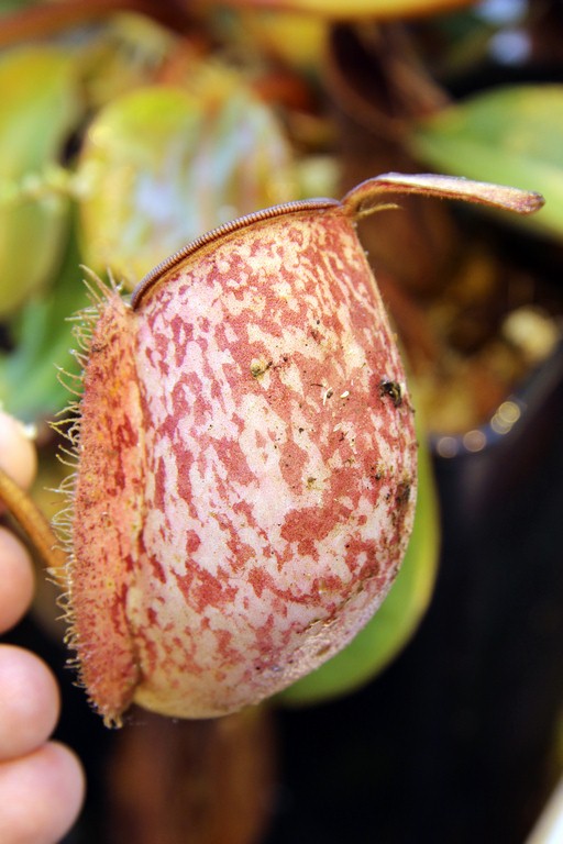 Nepenthes_ampullaria_01_04_2015_127.jpg