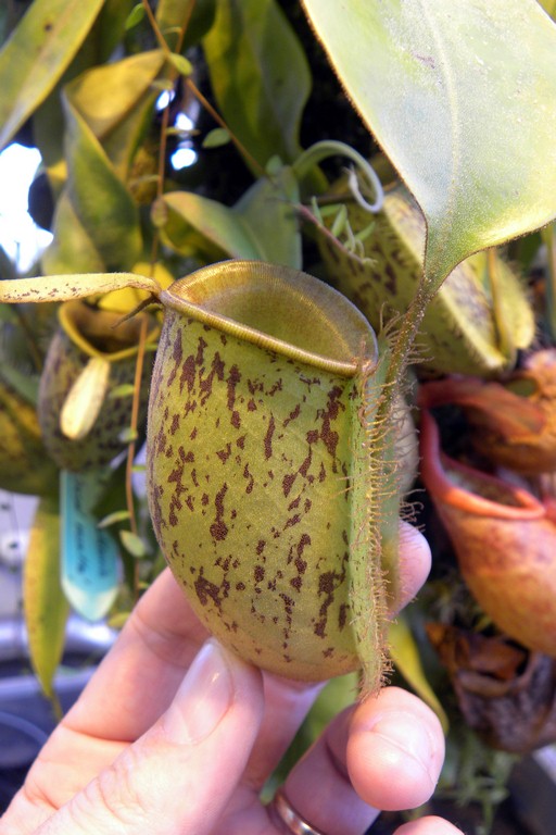 Nepenthes_ampullaria_2015_04_09_068.jpg