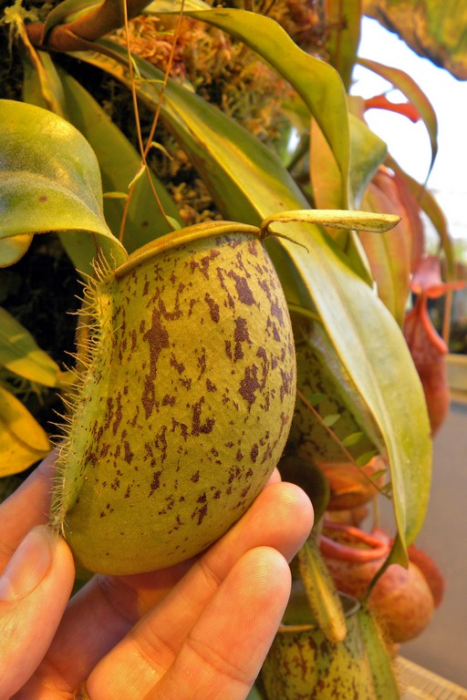 Nepenthes_ampullaria_2015_04_09_069.jpg