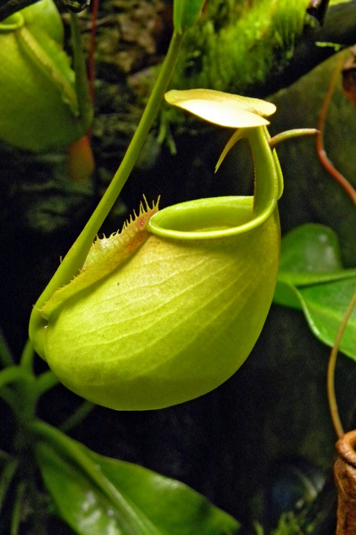Nepenthes_bicalcarata_10_12_2014_005.jpg