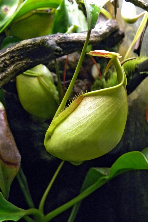 Nepenthes_bicalcarata_10_12_2014_006.jpg