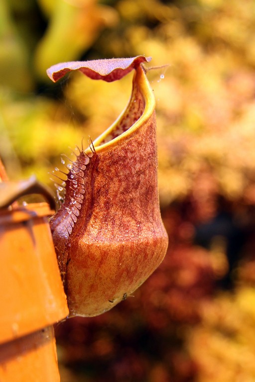 Nepenthes_bokorensis_01_04_2015_125.jpg