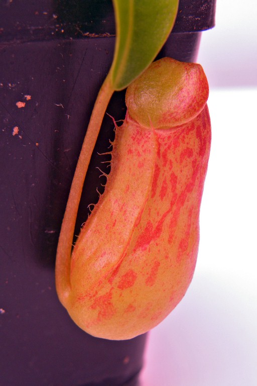 Nepenthes_burkei_30_12_2014_204.jpg