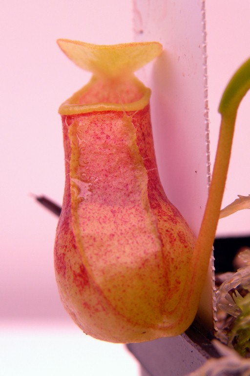 Nepenthes_burkei_30_12_2014_205.jpg