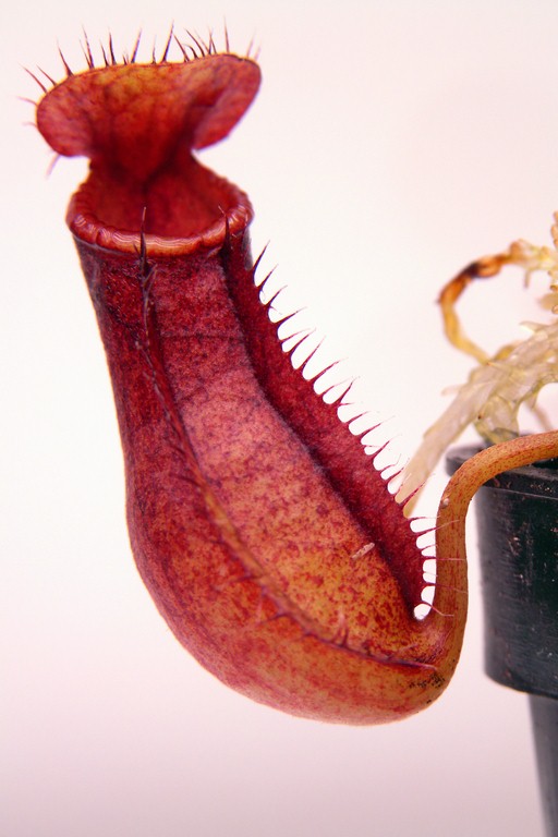 Nepenthes_burkei_x_hamata_30_12_2014_211.jpg