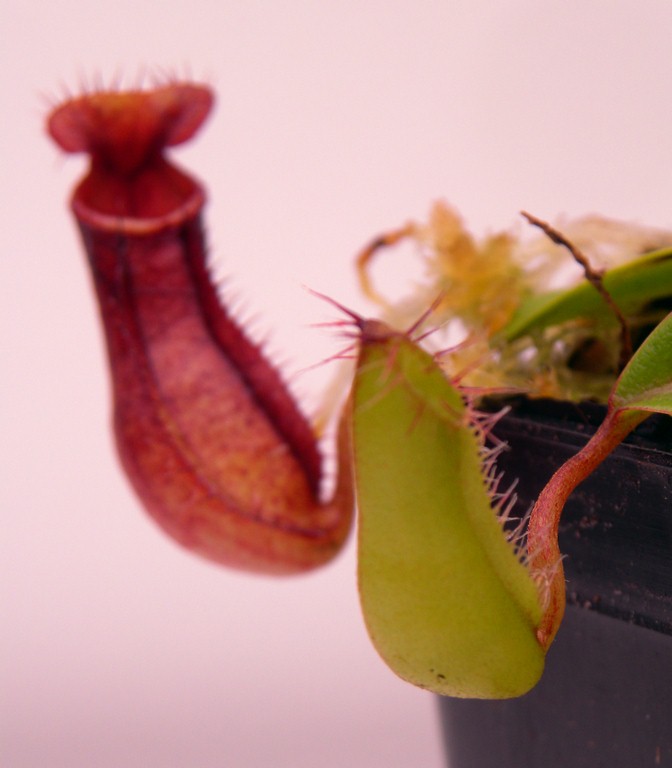 Nepenthes_burkei_x_hamata_30_12_2014_212.jpg