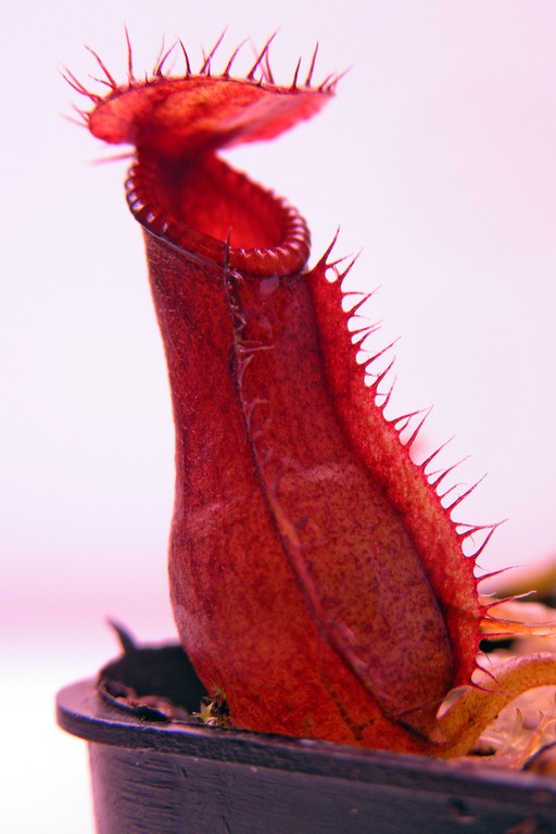 Nepenthes_burkei_x_hamata_30_12_2014_213.jpg
