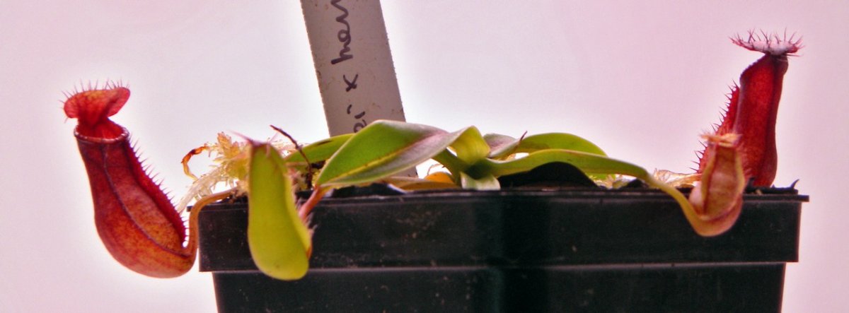 Nepenthes_burkei_x_hamata_30_12_2014_215.jpg