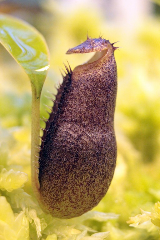 Nepenthes_diatas_13_03_2015_154.jpg