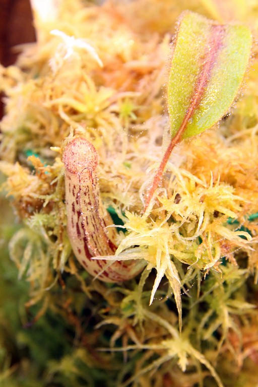 Nepenthes_fallax_01_04_2015_126.jpg