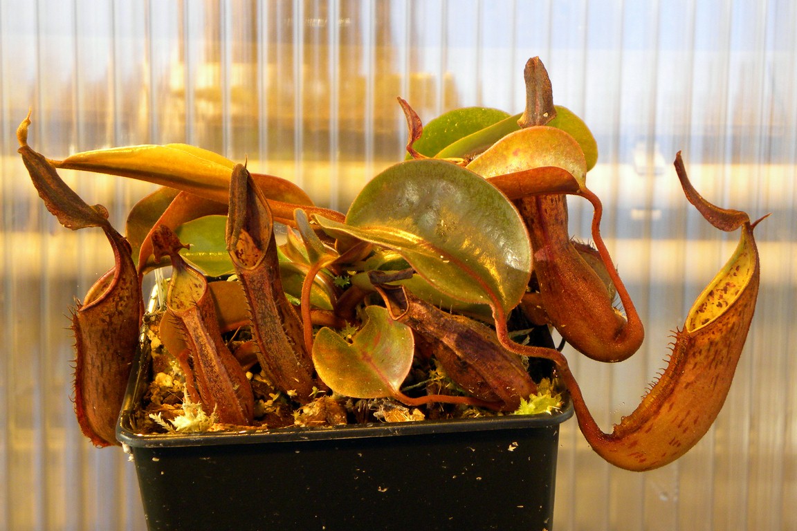 Nepenthes_fusca_25_11_2014_010.jpg
