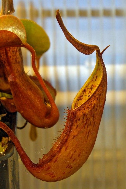 Nepenthes_fusca_25_11_2014_011.jpg