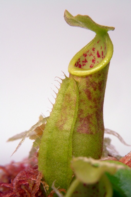 Nepenthes_gymnamphora_11_03_2015_055.jpg