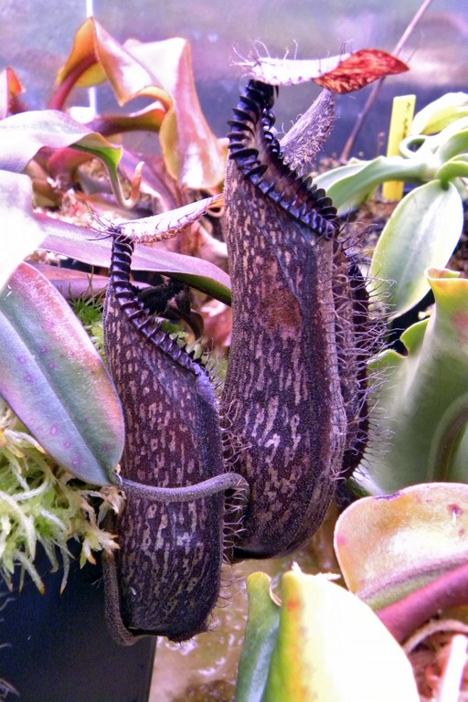 Nepenthes_hamata_11_02_2015_014.jpg
