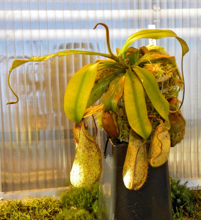 Nepenthes_hirsuta_25_11_2014_005.jpg