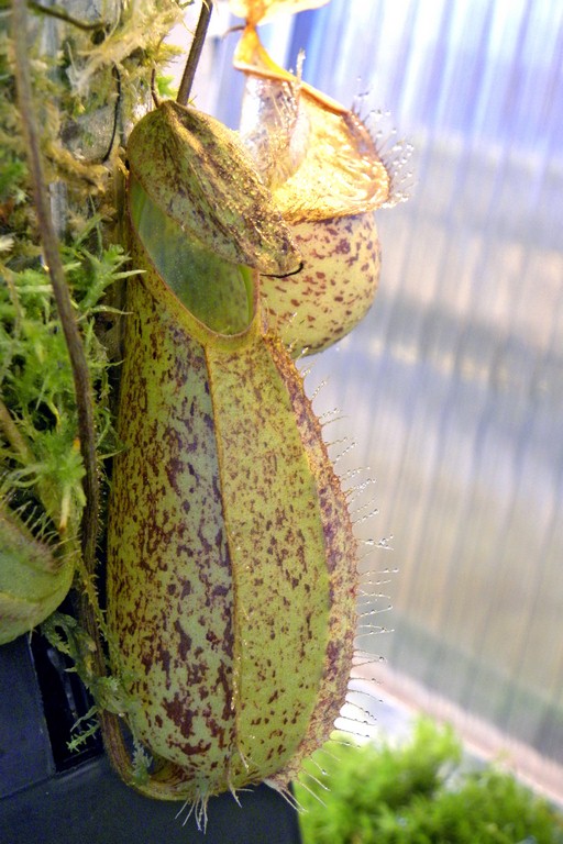 Nepenthes_hirsuta_25_11_2014_006.jpg