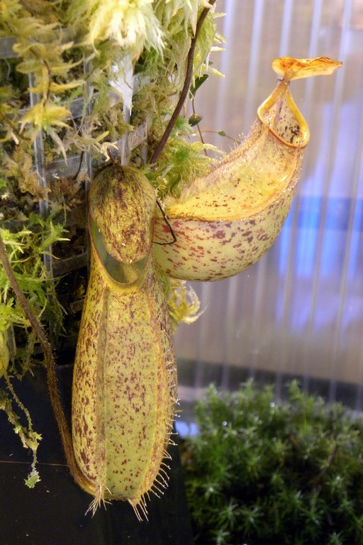Nepenthes_hirsuta_25_11_2014_008.jpg