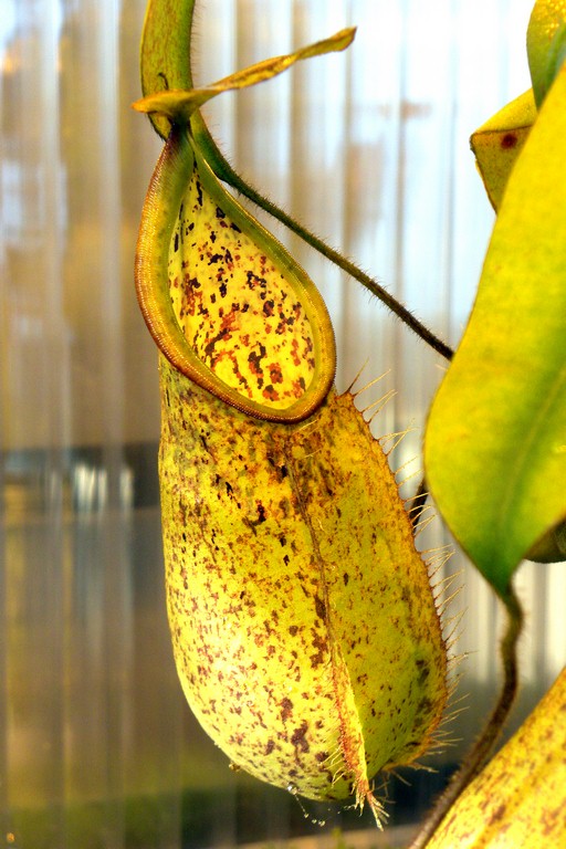 Nepenthes_hirsuta_25_11_2014_009.jpg