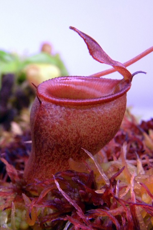 Nepenthes_jamban_11_03_2015_069.jpg