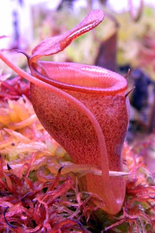 Nepenthes_jamban_11_03_2015_073.jpg