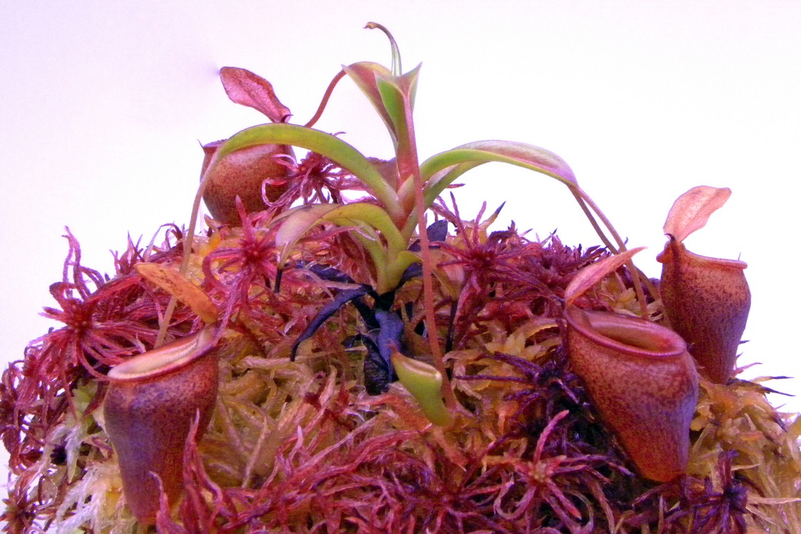 Nepenthes_jamban_11_03_2015_080.jpg