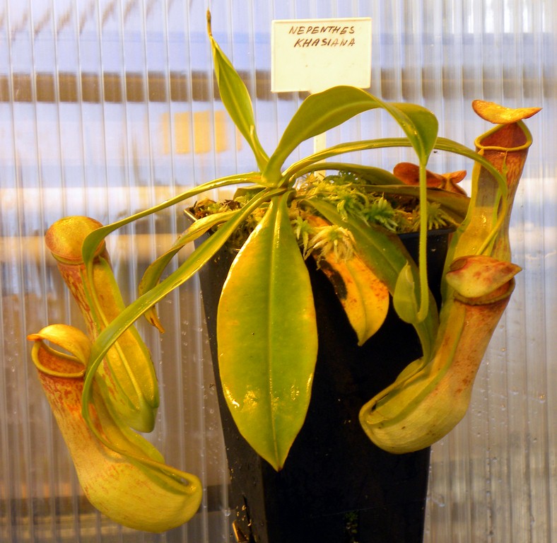 Nepenthes_khasiana_25_11_2014_038.jpg