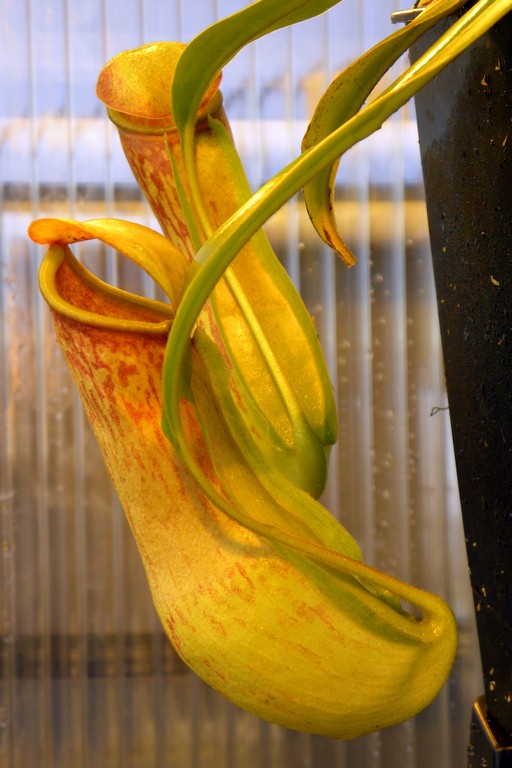 Nepenthes_khasiana_25_11_2014_039.jpg
