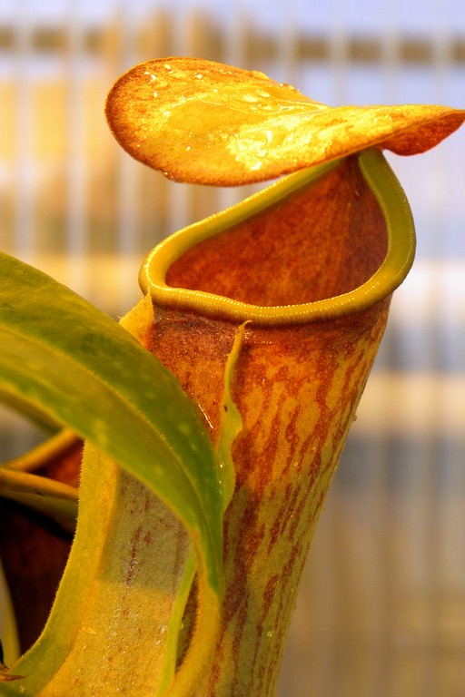 Nepenthes_khasiana_25_11_2014_041.jpg