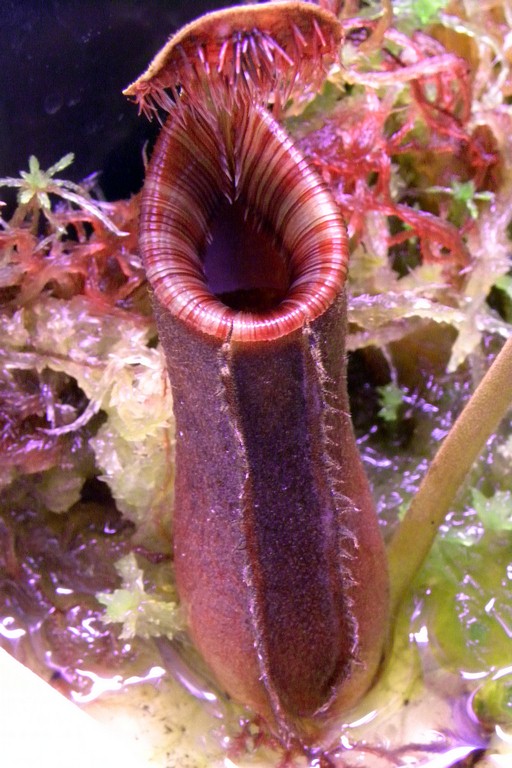 Nepenthes_lowii_02_04_2015_055.jpg