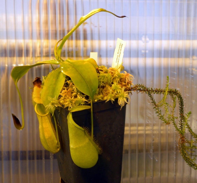 Nepenthes_macrovulgaris_25_11_2014_035.jpg