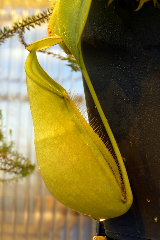 Nepenthes_macrovulgaris_25_11_2014_036.jpg