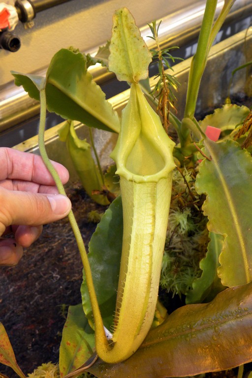Nepenthes_maxima_Wavy_leaf_2015_04_09_083.jpg