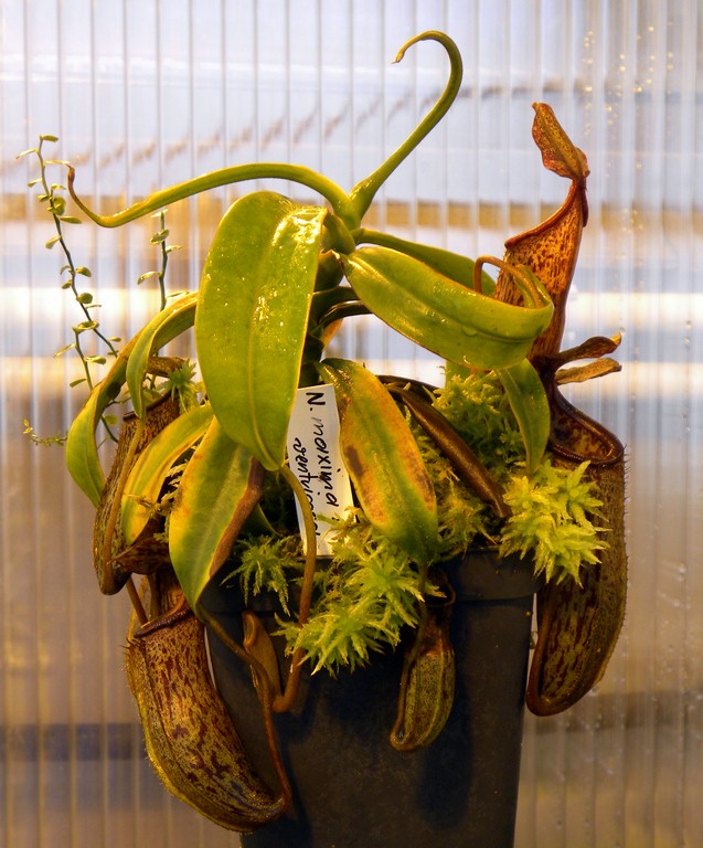 Nepenthes_maxima_x_ventricosa_25_11_2014_043.jpg