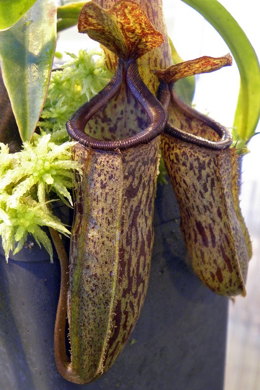 Nepenthes_maxima_x_ventricosa_25_11_2014_045.jpg