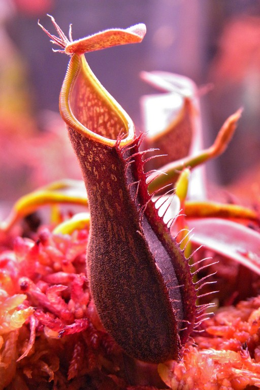 Nepenthes_mikei_12_02_2015_035.jpg