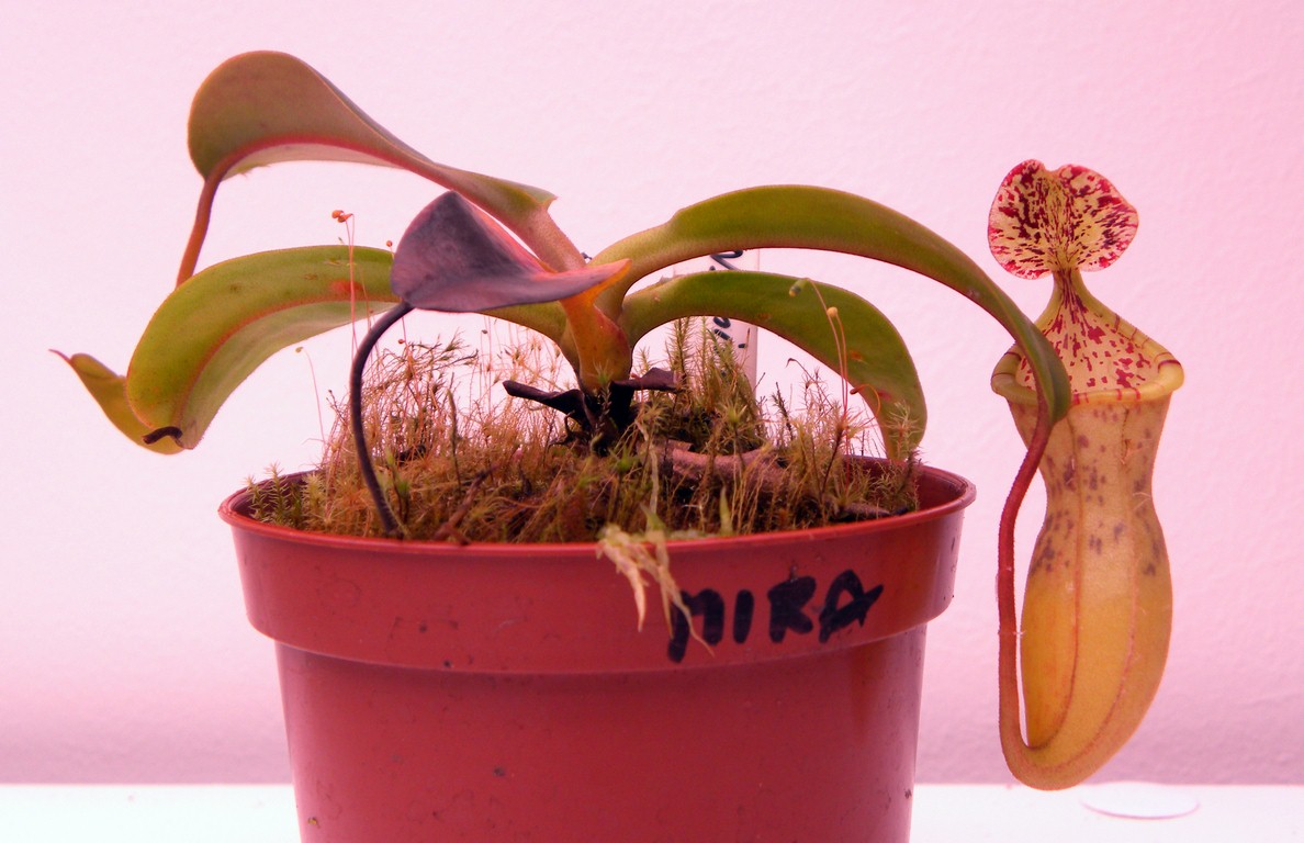 Nepenthes_mira_30_12_2014_183.jpg