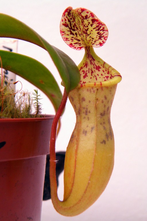 Nepenthes_mira_30_12_2014_184.jpg