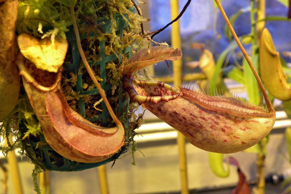 Nepenthes_northiana_12_02_2015_096.jpg