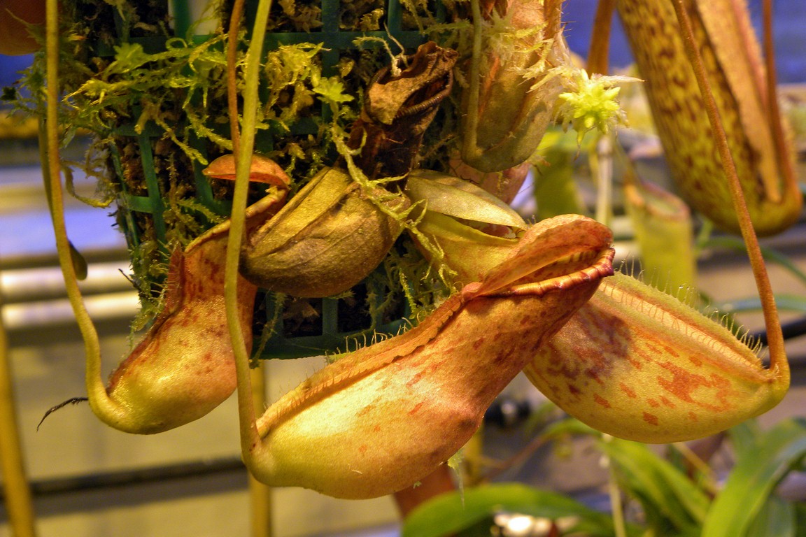 Nepenthes_northiana_12_02_2015_097.jpg
