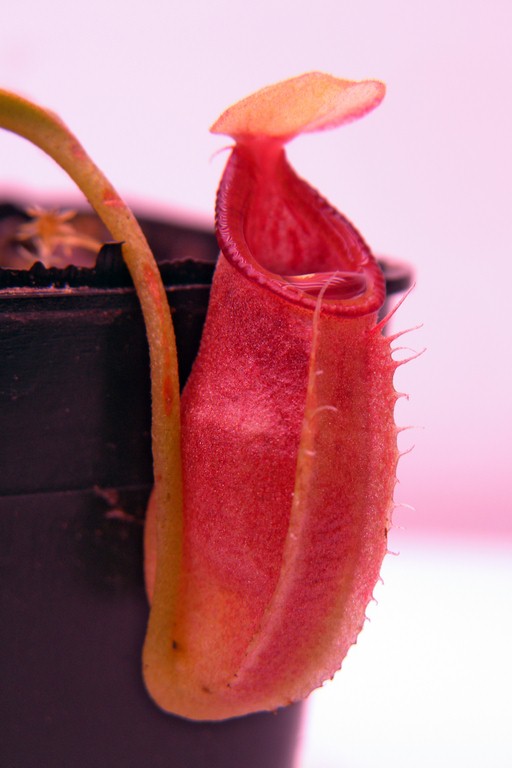 Nepenthes_ovata_30_12_2014_192.jpg