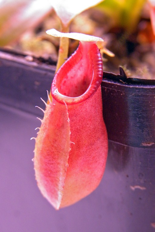 Nepenthes_ovata_30_12_2014_195.jpg