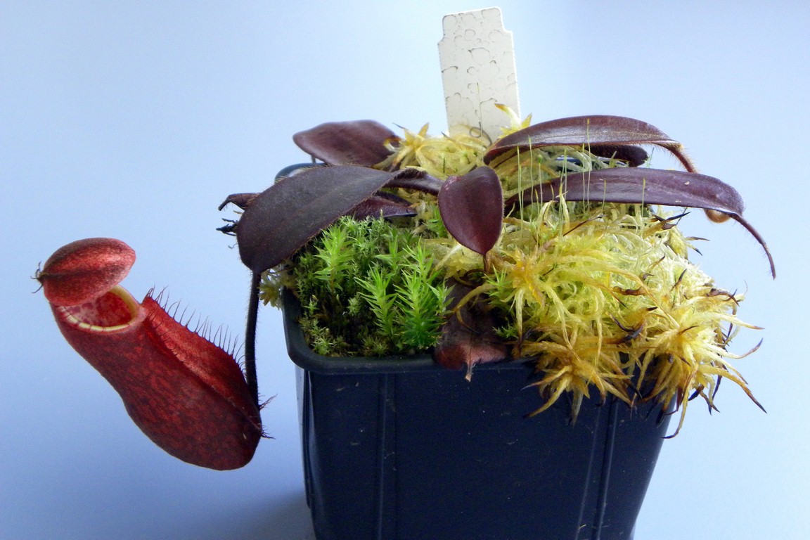 Nepenthes_peltata_02_04_2015_069.jpg