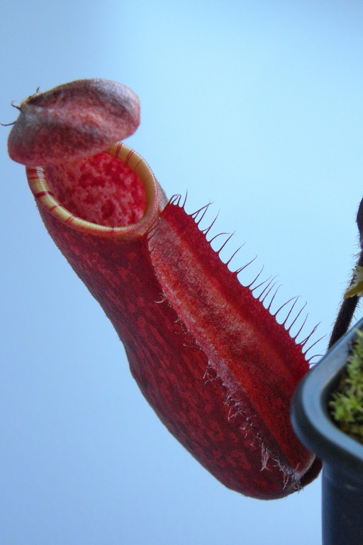 Nepenthes_peltata_02_04_2015_070.jpg