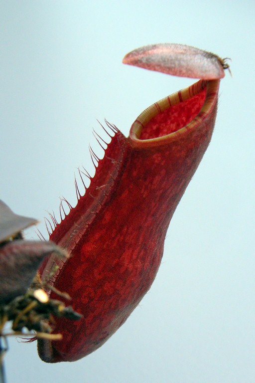 Nepenthes_peltata_02_04_2015_071.jpg