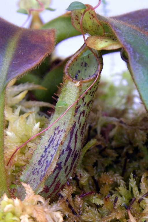 Nepenthes_platychila_11_03_2015_056.jpg