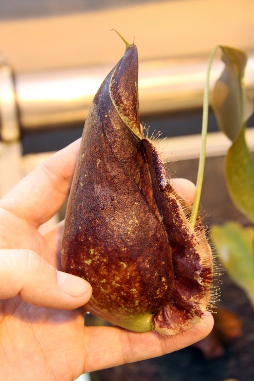 Nepenthes_rafflesiana_01_04_2015_124.jpg